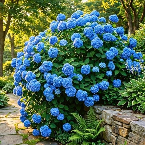 Pink Hydrangea Live Plant, Hydrangea Tree Shrub in Pot, 6-12 Inc Tall - Image 7