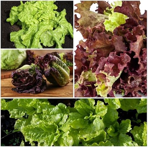 Seed Needs Lettuce Seeds Variety Pack of 14 Non-GMO Heirloom Vegetables - Image 5