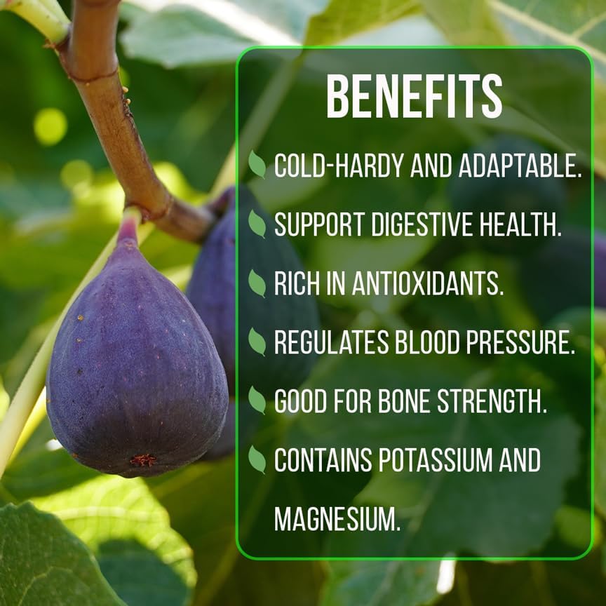 Chicago Hardy Fig Plant (4 Pack) | Live Fruit Plant for Planting | Cold-Hardy & High-Yielding Tree | Grow Your Own Sweet & Juicy Figs at Home | Perfect for Fresh Eating, Drying & Organic Gardening - Image 6