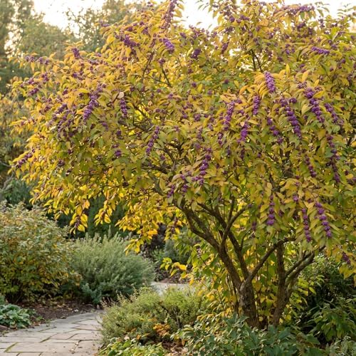 Purple Beautyberry Shrub Live Plant, Purple Berries, 4'' Pot - Image 5