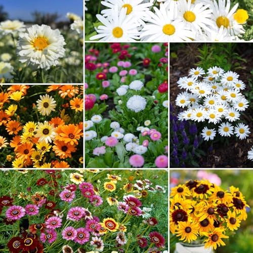Eden Brothers Daisy Crazy Flower Mixed Seeds for Planting, 1 lb, 480,000+ Seeds with Creeping, Painted, Yellow Daisy | Attracts Pollinators, Plant in Spring or Fall, Zones 3, 4, 5, 6, 7, 8, 9, 10 by EdenBrothers