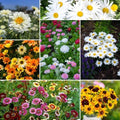 Eden Brothers Daisy Crazy Flower Mixed Seeds for Planting, 1 lb, 480,000+ Seeds with Creeping, Painted, Yellow Daisy | Attracts Pollinators, Plant in Spring or Fall, Zones 3, 4, 5, 6, 7, 8, 9, 10 by EdenBrothers