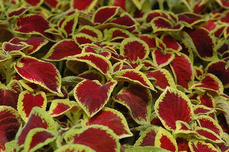Park Seed Wizard Scarlet Coleus Seeds – Grow Your Own Vibrant Indoor or Outdoor Plants, Shade-Loving Annual, Easy to Start Indoors, Colorful Foliage for Gardens and Pots, Pack of 500 - Image 3