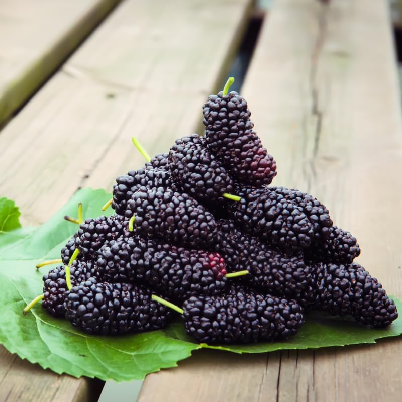 Dwarf Everbearing Mulberry Live Plant, 4-8 Inch Tall Hardy Fruit Tree - Image 4