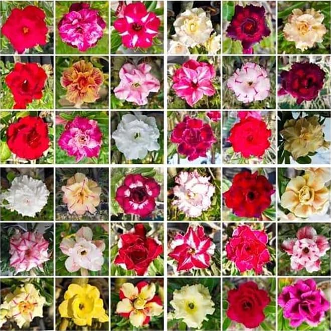 Desert Rose Seeds 100 Count, Mixed Colors, Adenium Obesum, Bonsai - Image 2