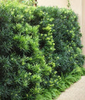 Podocarpus Japanese Yew | 3 Large Trade Gallon Size Plants | Podocarpus Macrophyllus | Evergreen Shrub, Low Maintenance, Drought Tolerant, Privacy Screen Landscaping, Fast Growing, Ornamental Foliage by FloridaFoliage