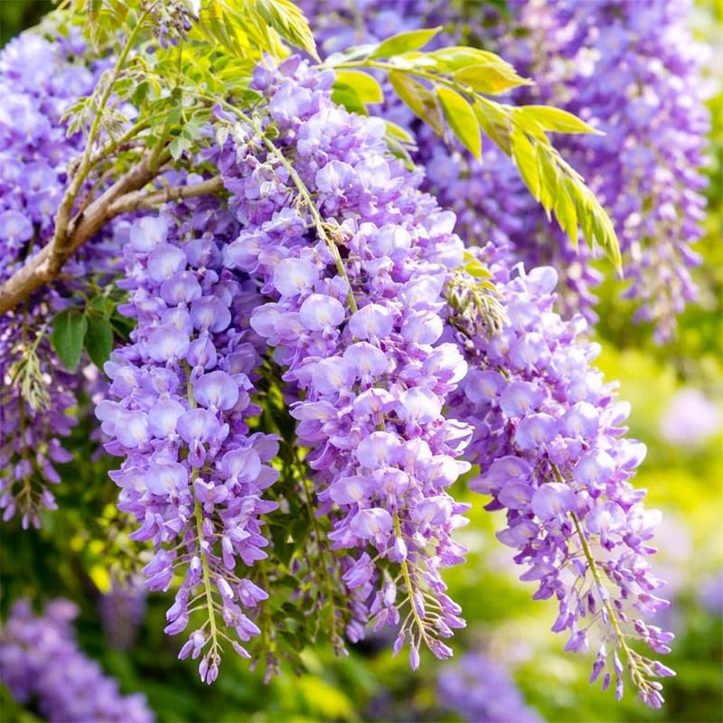 5Pcs Purple Wisteria Tree Seeds for Planting - Non-GMO Heirloom Bonsai Tree Seeds - Image 3