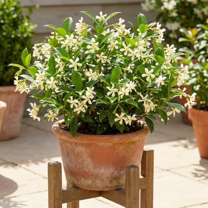 Star Jasmine Vine Live Plant, Patio Container Flower, 4-7 Inches - Image 3