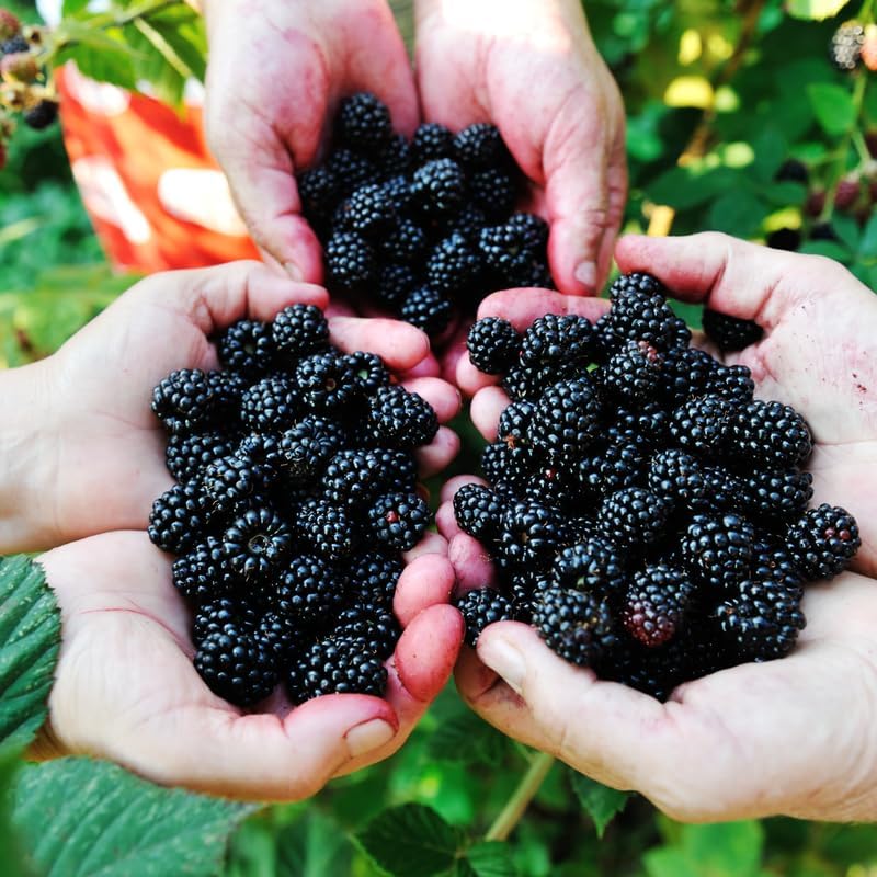 2 Fast Growing BlackBerry Plants Live for Planting, High Yielding, Sweet Juicy Berries for Your Garden, 4-6" in Tall, Cold Hardy, Dormant in Winter, No Pot - Image 3