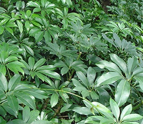 American Plant Exchange Schefflera Arboricola – 10-Inch Pot – Live Easy Care Tropical Shrub, Outdoor or Indoor Umbrella Plant for Patios, Landscapes, Entryways & Home Garden Décor - Image 2
