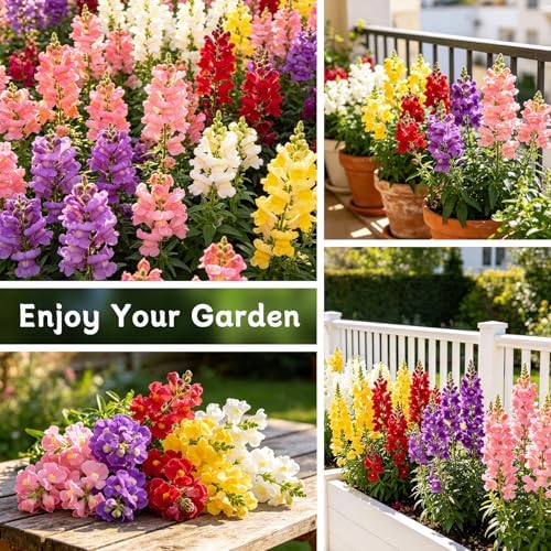 LUOJIBIE Snapdragon Seeds, 50,000+ Tetra Mix Snapdragon Seeds for Planting (Antirrhinum Majus) Fairy Bouquet Blend, Non-GMO Heirloom Annual Flower Garden Seeds Bulk for Outdoor & Indoor - Image 5