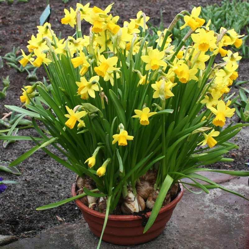 Tete A Tete Daffodil Flower Bulbs Jumbo Pack - 50 Bulbs per Pack - Deer Resistant - Good as Cut Flowers - Good for Indoor Forcing - Grows Well in Containers - Naturalizing - Perennializing - Image 6