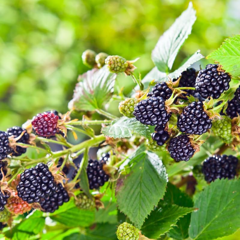 2 Triple Crown BlackBerry Live Plants, Thornless Berry Plant, 5-8" Tall - Image 6