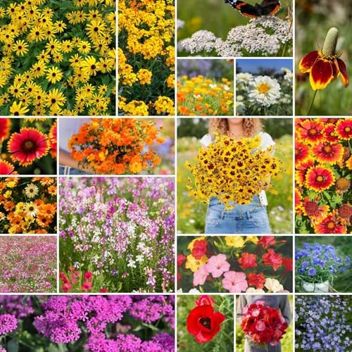 Eden Brothers Dry Area Wildflower Mixed Seeds for Planting, 1 lb by EdenBrothers