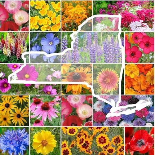 Eden Brothers New York Wildflower Mixed Seeds for Planting, 1 lb by EdenBrothers
