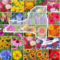 Eden Brothers New York Wildflower Mixed Seeds for Planting, 1 lb by EdenBrothers