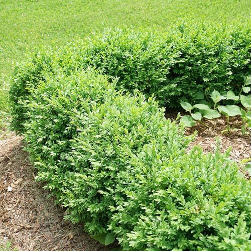 1g Proven Winners North Star Boxwood Shrub - Image 4