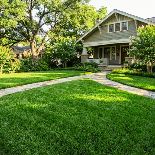 50000 Zoysia Grass Seeds for Planting, Indoor Outdoor Plant - Image 2