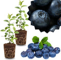 2 Highbush Blueberry Bushes Live Plants, Edible Fruit Plant, 4-7 Inch Tall by GardenNurserySince1996
