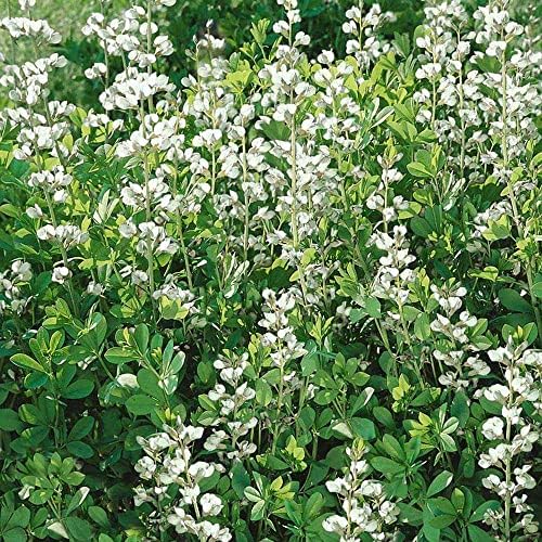 Outsidepride White Wild Indigo Seeds for Planting - 100 Pcs Perennial Flowers with Tall Growth Habit, Cold Tolerant, Nitrogen-Fixing Legume Plants, for Cooler Climates, & Pollinator Gardens - Image 6