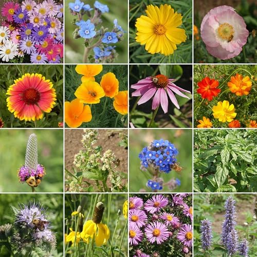 Ferry-Morse Honey Bee Bulk Wildflower Seeds, 440,000+, 1 lb - Image 2