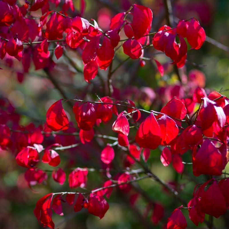 5 Dwarf Burning Bushes - 6-12" Tall Live Plants - Image 6