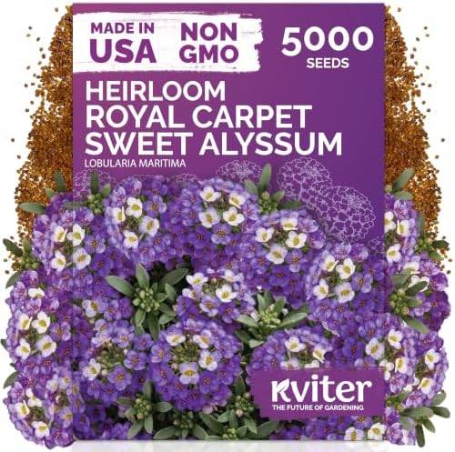 5,000 Royal Carpet Sweet Alyssum Heirloom Flower Seeds, Lobularia Maritima by KVITER