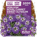 5,000 Royal Carpet Sweet Alyssum Heirloom Flower Seeds, Lobularia Maritima by KVITER