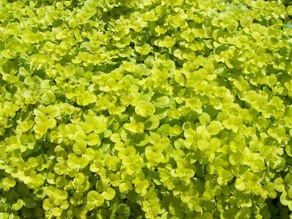 Lysimachia Goldilocks – Creeping Jenny Golden Foliage - Pack of 2 Live Starter Plants (4-6 Inches Tall) – Fast-Spreading Groundcover, Container-Friendly Accent, Easy Grow & Low-Maintenance Plant - Image 7