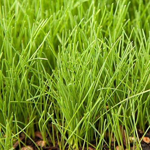 Creeping Red Fine Fescue Seed by Eretz (5lb) - Choose Size! Willamette Valley Oregon Grown, No Fillers, No Weed or Other Crop Seeds, Premium Shade Grass Seed. - Image 4