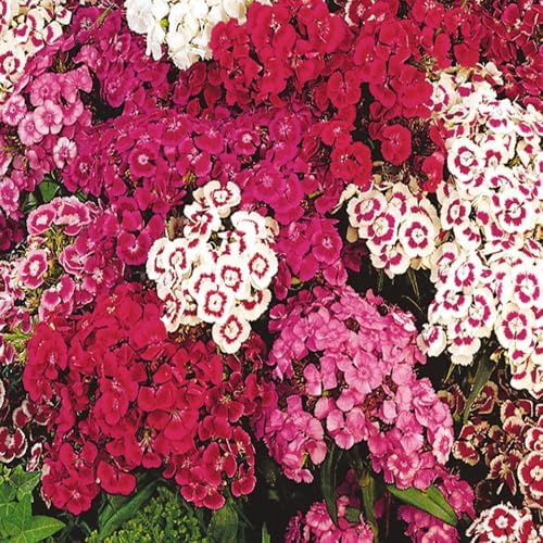 5000+ Sweet William Seeds Perennial for Planting-Dianthus Seeds Sweetness Flower Non-GMO Heirloom for Outdoor Garden Hardy to USDA Zones 3-9 - Image 3