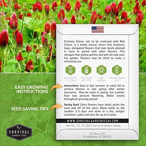 Crimson Clover Seeds for Planting - Survival Garden Seeds (2 Pack) - Image 2