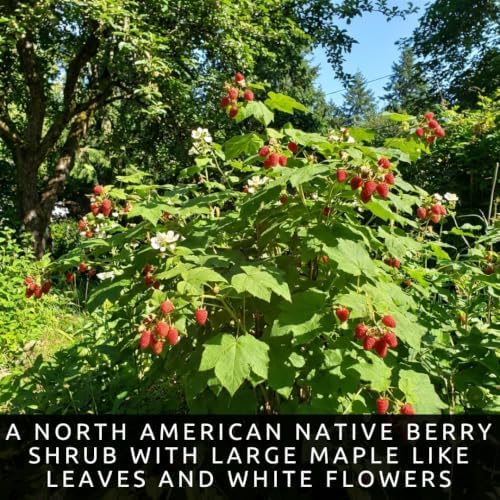 100 Thimbleberry Seeds | Rubus parviflorus | Berry Seeds for Planting - Image 2