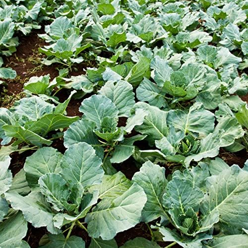 Chinese Broccoli-1000 Seeds,Kai LAN,GAI LAN,Brassica Alboglabra,Open Pollinated - Image 2