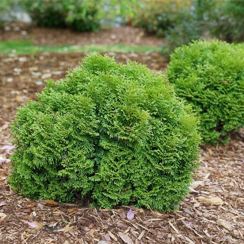 Proven Winners 2 Gal. Tater Tot Arborvitae Shrub - Image 3