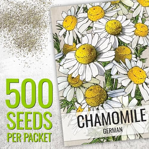 Seed Needs Chamomile Seeds Variety Pack of 2 Non-GMO & Heirloom Tea Herbs - Image 3