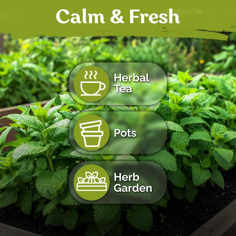 1,400 Lemon Balm Heirloom Herb Seeds for Planting, Melissa Officinalis - Image 6