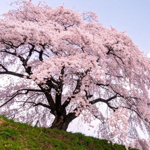 2 Weeping Cherry Tree Plant, 6-12 Inch Tall, Easy Care, Hardy Ornamental Flowering Cherry Tree, Ideal for Yard, Garden & Landscape - Image 5