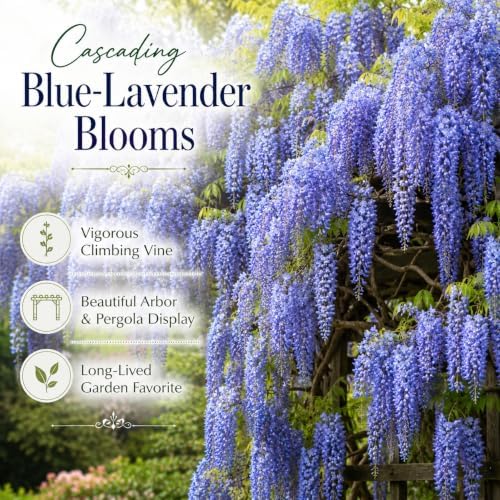 Blue Wisteria Live Plant, 2.5" Pot, Vigorous Growing Climbing Vine, Easy Care Flowering Vine, Cold-Hardy Plant for Outdoor Garden, Patio and Backyard - Image 5