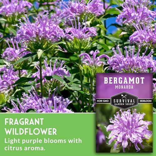 Bee Balm Seeds for Planting - Wild Bergamot Survival Garden Seeds (2 Packs) - Image 3