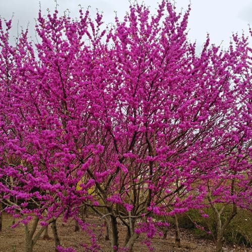 Eastern Redbud Tree Live, Pink Flowering Ornamental Tree, 28 Inch Tall - Image 3
