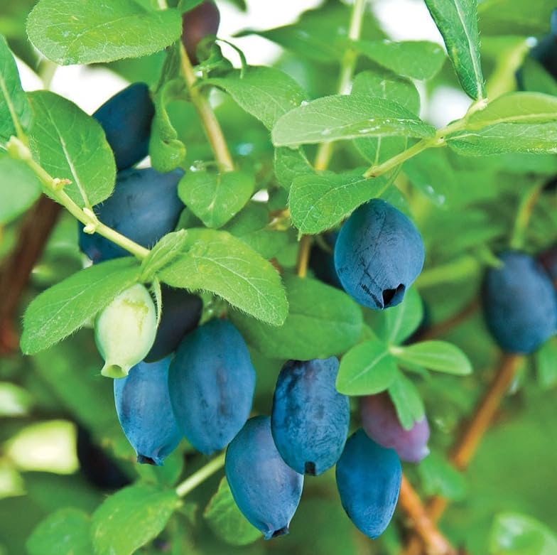 Aurora Honeyberry (Haskap) Shrub - 6-12" Tall Live Plant - Image 6