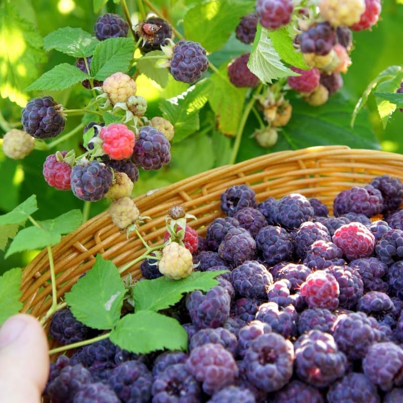 2 Purple Raspberry Live Plants, 5-9 Inch Tall Berry Bushes - Image 4