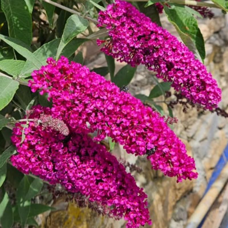 Raspberry Butterfly Bush Live Plant, 5-10 Inch Tall - Image 3