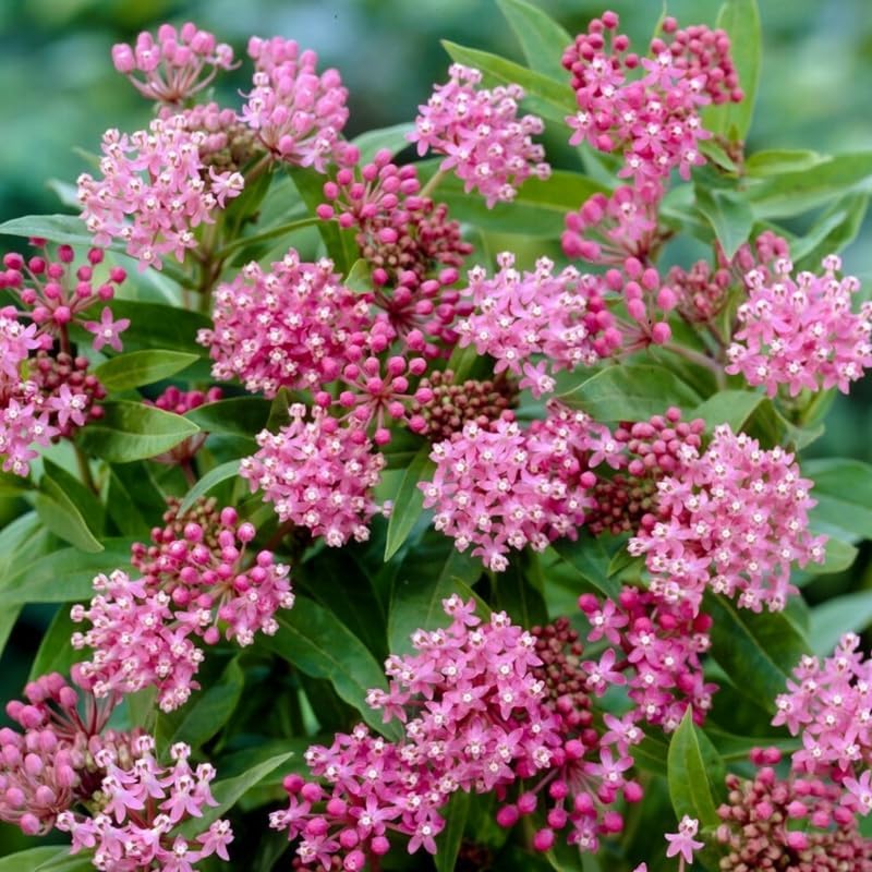 2 Pink Milkweed Live Plants, 5-9 Inch Tall - Image 2