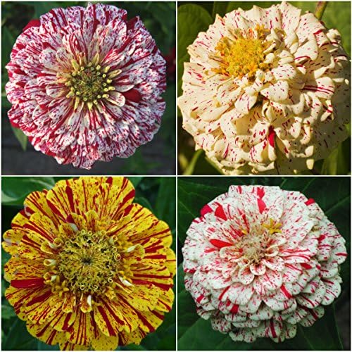 Seed Needs Peppermint Stick Zinnia Seeds to Plant Cut Flowers - 5 Packs - Image 3