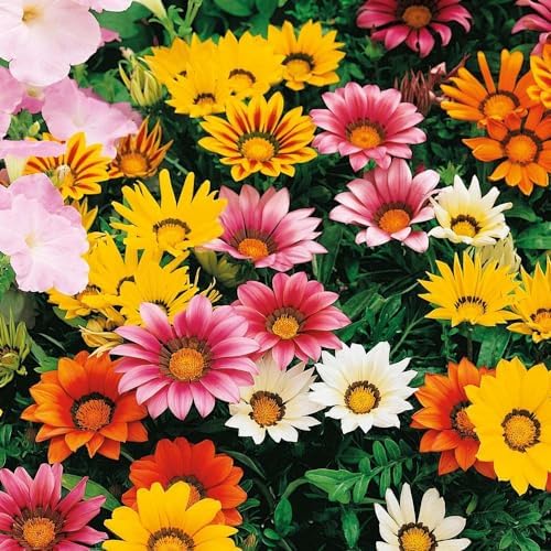 100+ Gazania Seeds Ground Cover for Planting Outdoor-Gazania Splendens Seeds Heat & Drought Tolerant Garden Flower - Image 4
