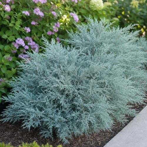Juniper Angelica Blue | 15 Large 4 Inch Pots | Juniperus chinensis ‘Angelica Blue’ | Evergreen Ground Cover Plants | Drought-Tolerant Landscaping Shrub - Image 2