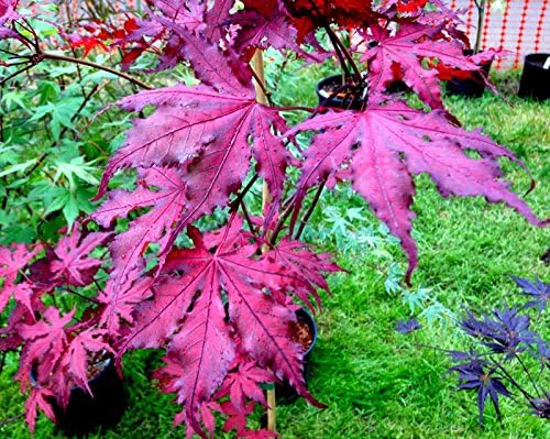 Purple Ghost Japanese Maple Live Tree – Acer palmatum ‘Purple Ghost’ – Rare Variegated Maple – Ornamental Landscape Tree – 3 Year Plant - Image 7