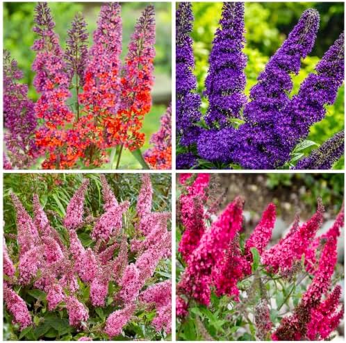 350+ Mix Butterfly Bush Flower Seeds for Planting - Perennial Flowering Shrub, Attracts Pollinators, Drought Tolerant, Ideal for Borders & Containers - Image 2